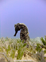 A beautiful seahorse.... by Katie Hollamby 